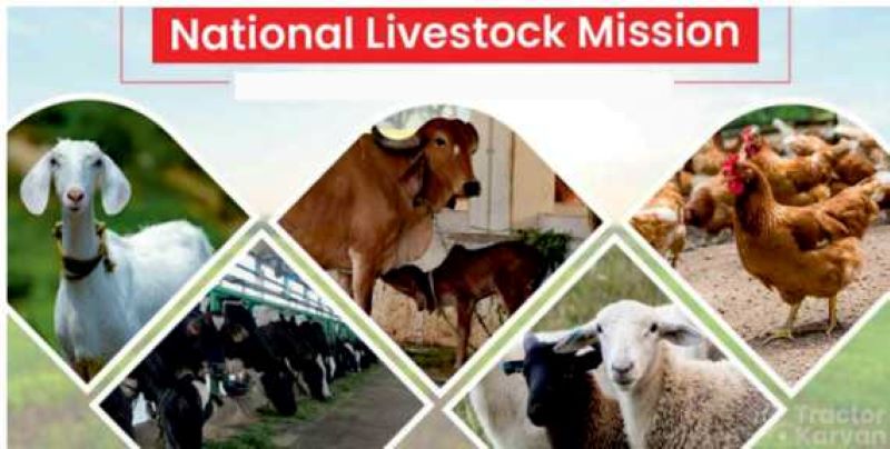 NLM (NATIONAL LIVE STOCK MISSION) AND SUBSIDY